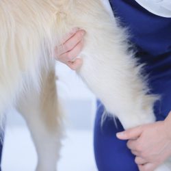 小川犬猫病院 診療案内｜神奈川県西鎌倉の動物病院｜小川犬猫病院