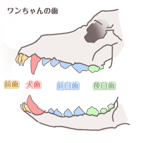 デンタルケア Part 3 神奈川県西鎌倉の動物病院 小川犬猫病院