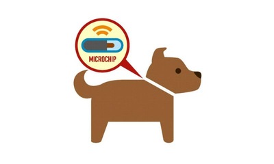 犬 マイクロ チップ