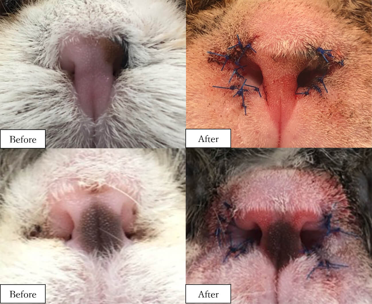 猫の外鼻孔狭窄